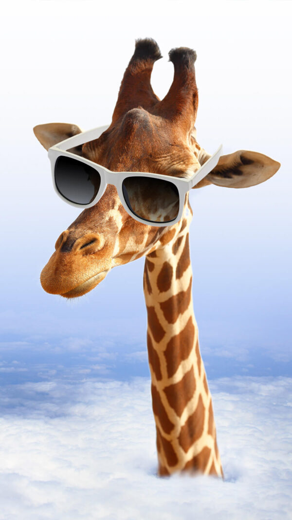 Jirafa con gafas de sol